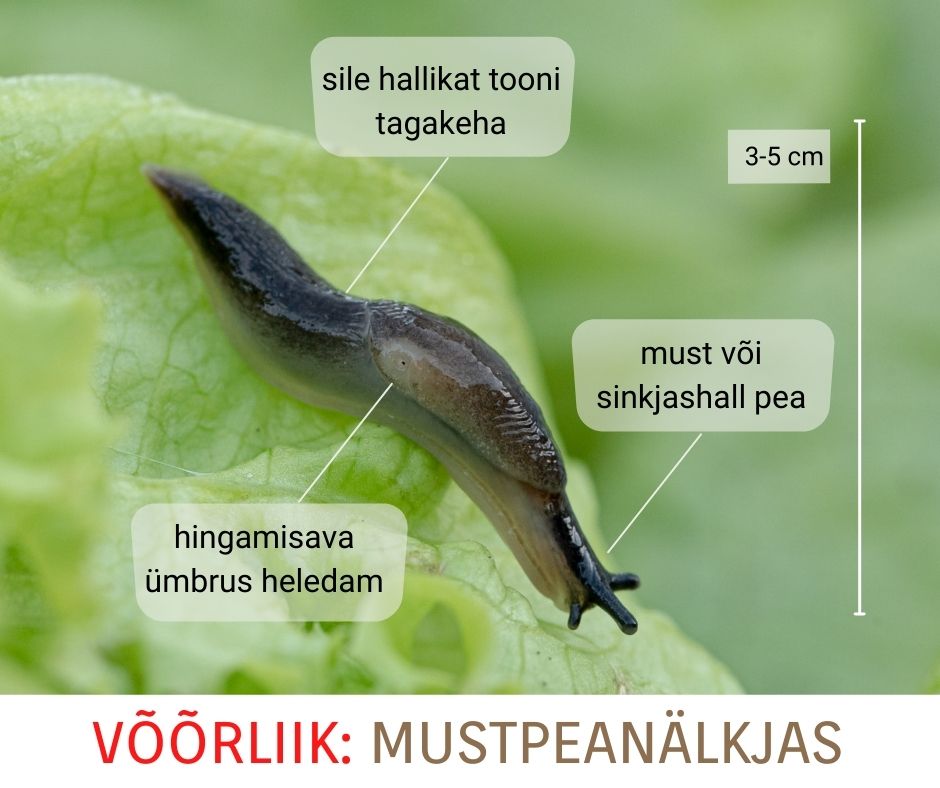 Mustpeanälkjas