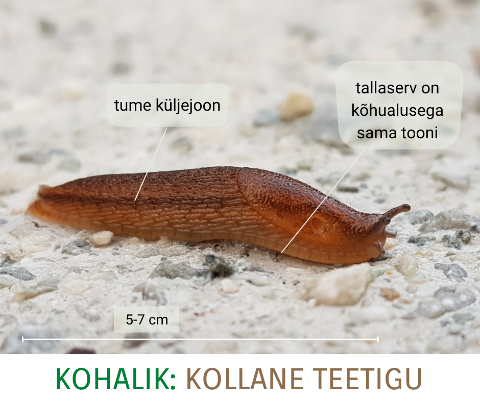 Kollane teetigu