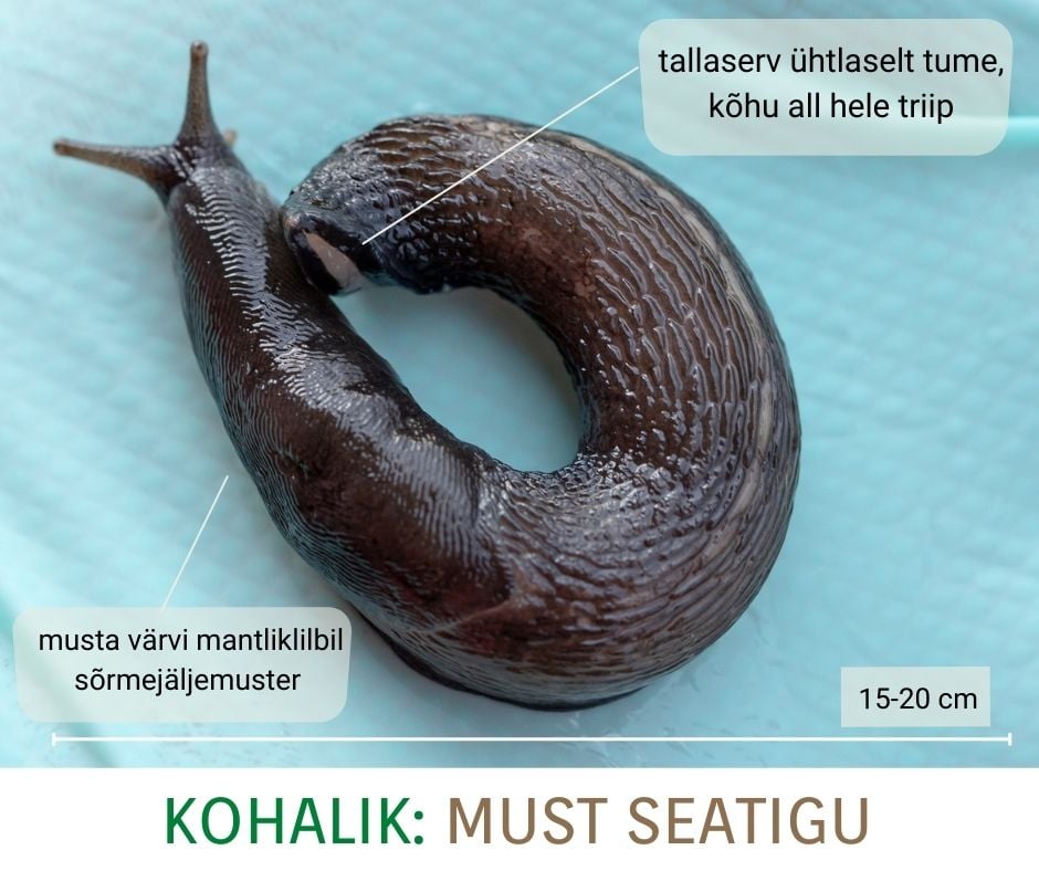 Must seatigu
