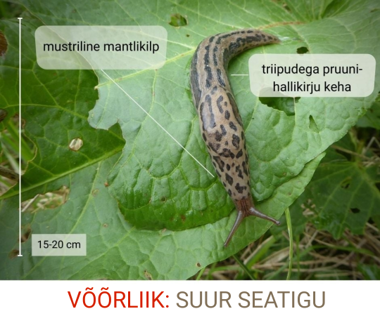 Suur seatigu