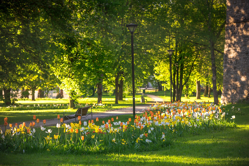 Vendo Jugapuu Visit Haapsalu